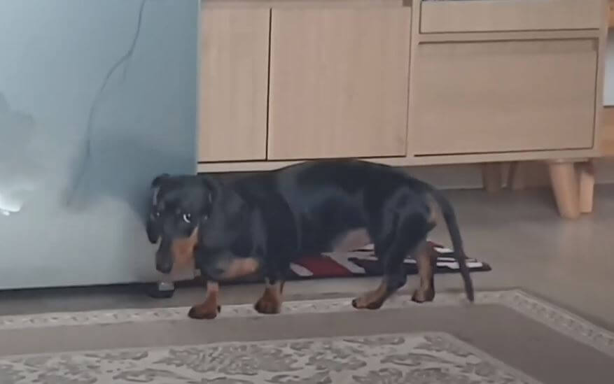 ダックスフンド,動画