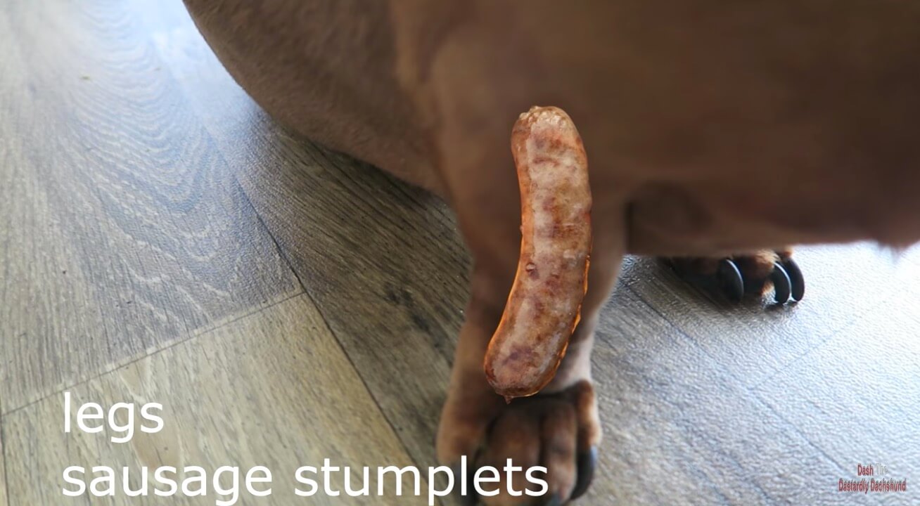 ダックスフンド,動画