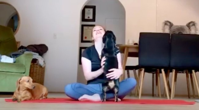 ダックスフンド,動画