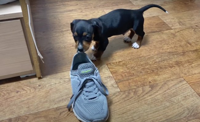 ダックスフンド,動画