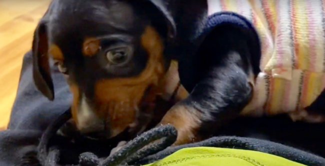 ダックスフンド,動画