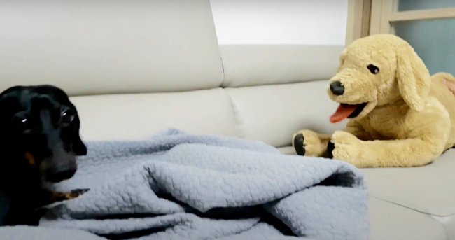 ダックスフンド,動画