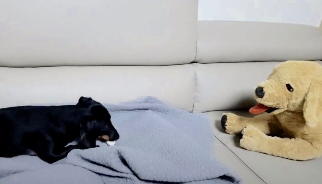 ダックスフンド,動画