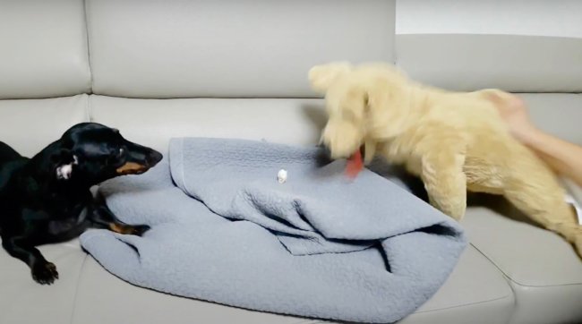 ダックスフンド,動画