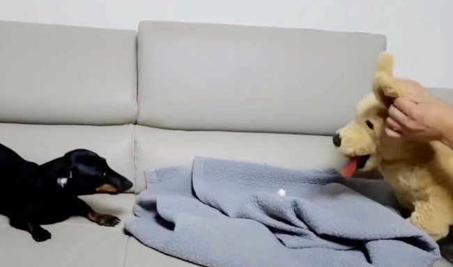 ダックスフンド,動画