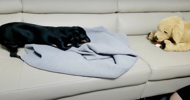 ダックスフンド,動画