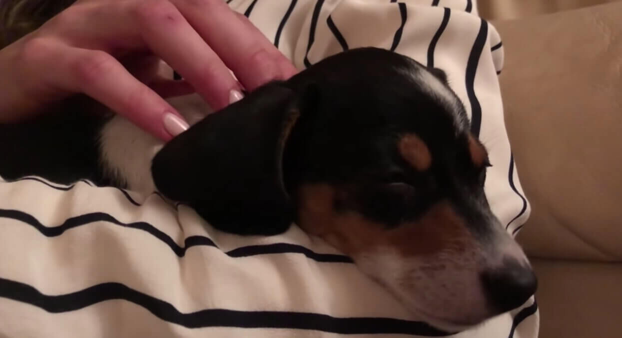 ダックスフンド,動画