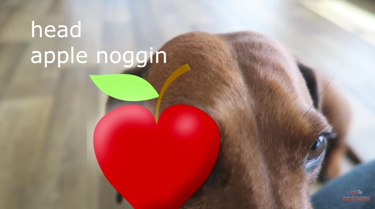 ダックスフンド,動画