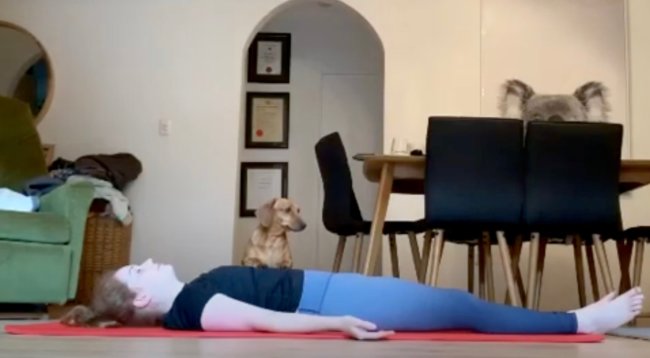 ダックスフンド,動画