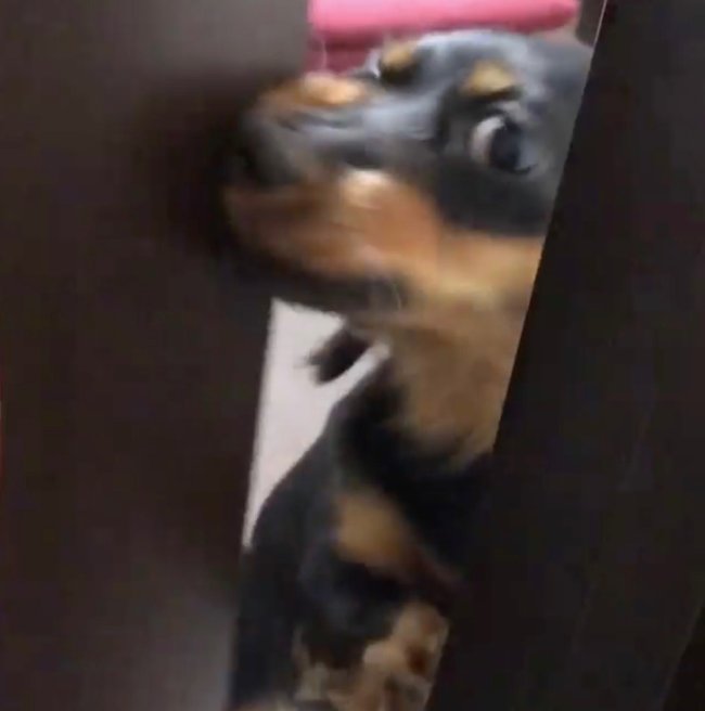 ダックスフンド,Instagram