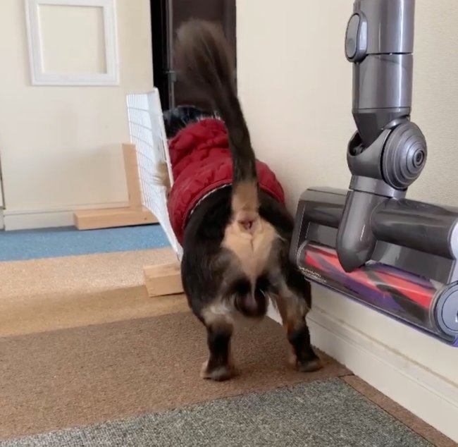 ダックスフンド,Instagram