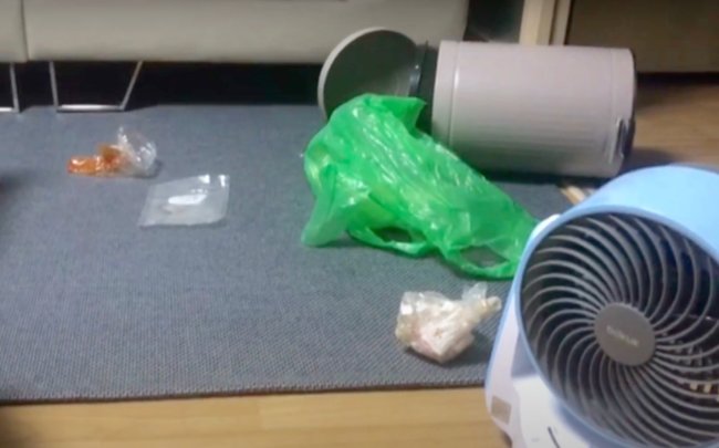 ダックスフンド,動画