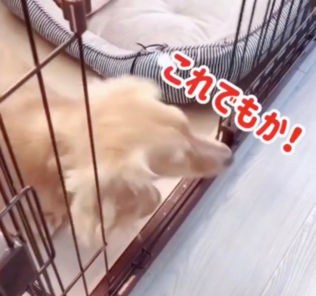 ダックスフンド,Instagram