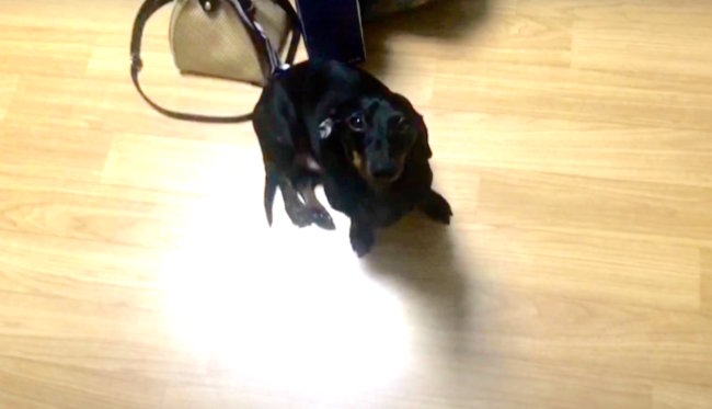 ダックスフンド,動画