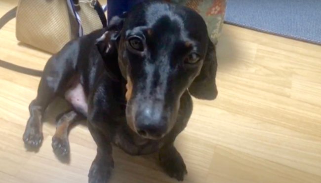 ダックスフンド,動画