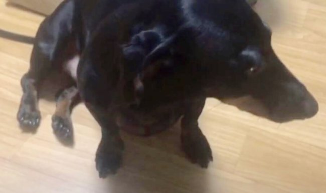 ダックスフンド,動画