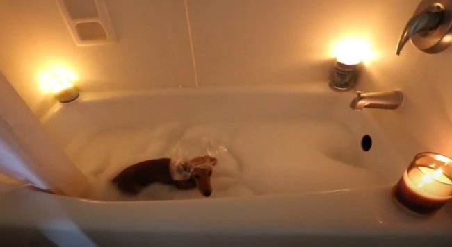 ダックスフンド,動画