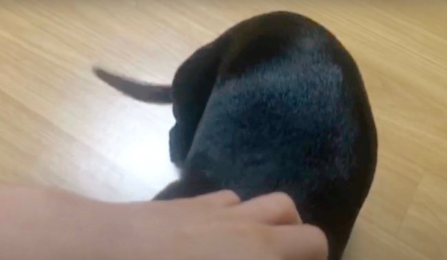 ダックスフンド,動画