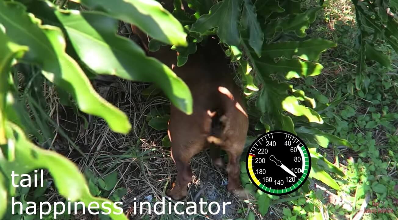 ダックスフンド,動画