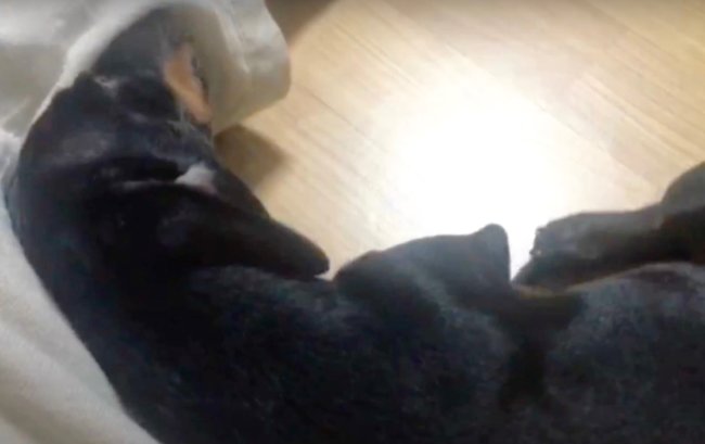 ダックスフンド,動画