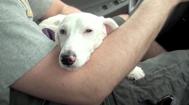 ダックスフンド,動画