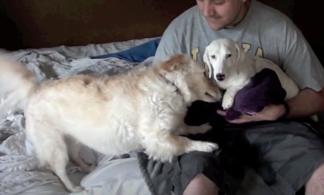 ダックスフンド,動画