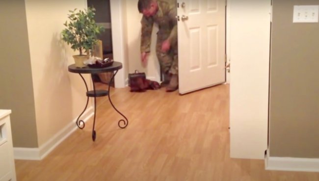 ダックスフンド,動画