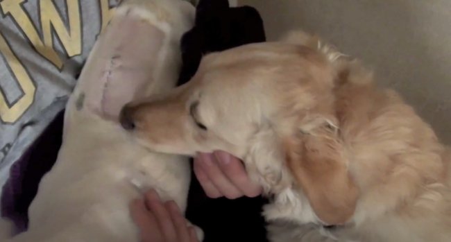 ダックスフンド,動画