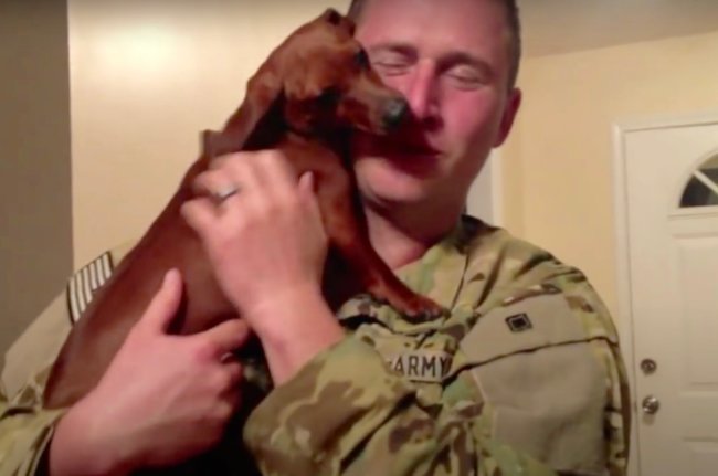 ダックスフンド,動画