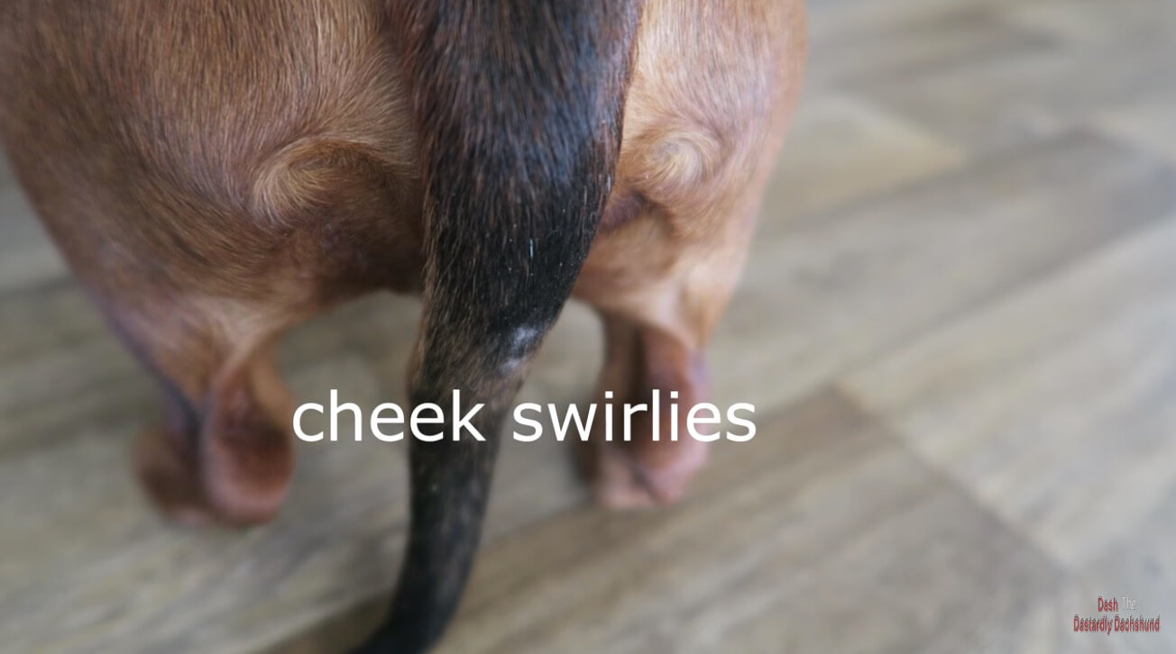 ダックスフンド,動画