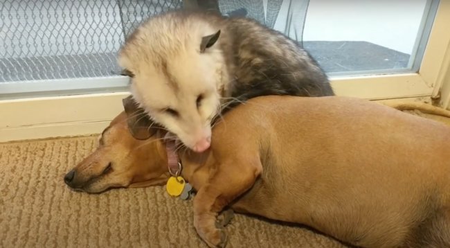 ダックスフンド,動画