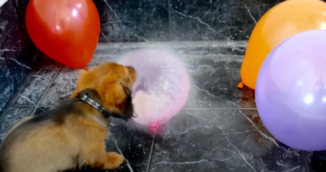 ダックスフンド,動画