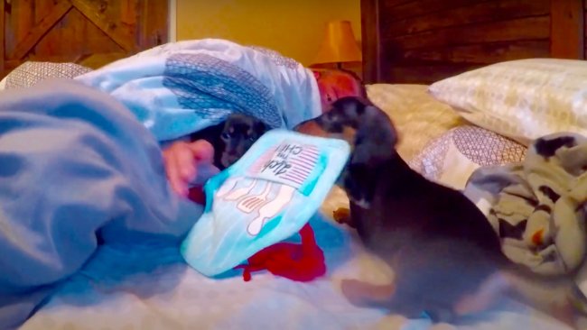 ダックスフンド,動画