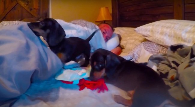 ダックスフンド,動画