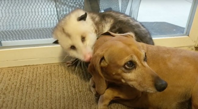 ダックスフンド,動画