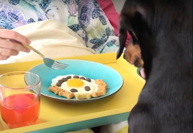 ダックスフンド,動画