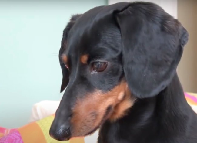 ダックスフンド,動画