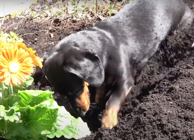 ダックスフンド,動画