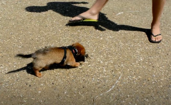 ダックスフンド,動画