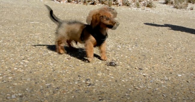 ダックスフンド,動画