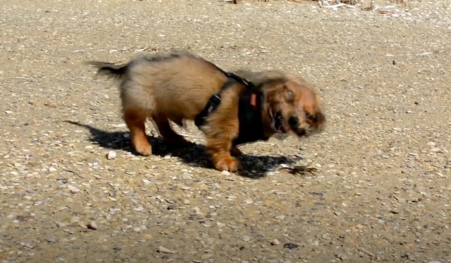 ダックスフンド,動画