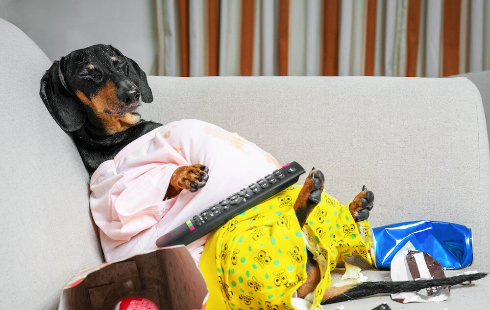 ココグルメ,ダックスフンド