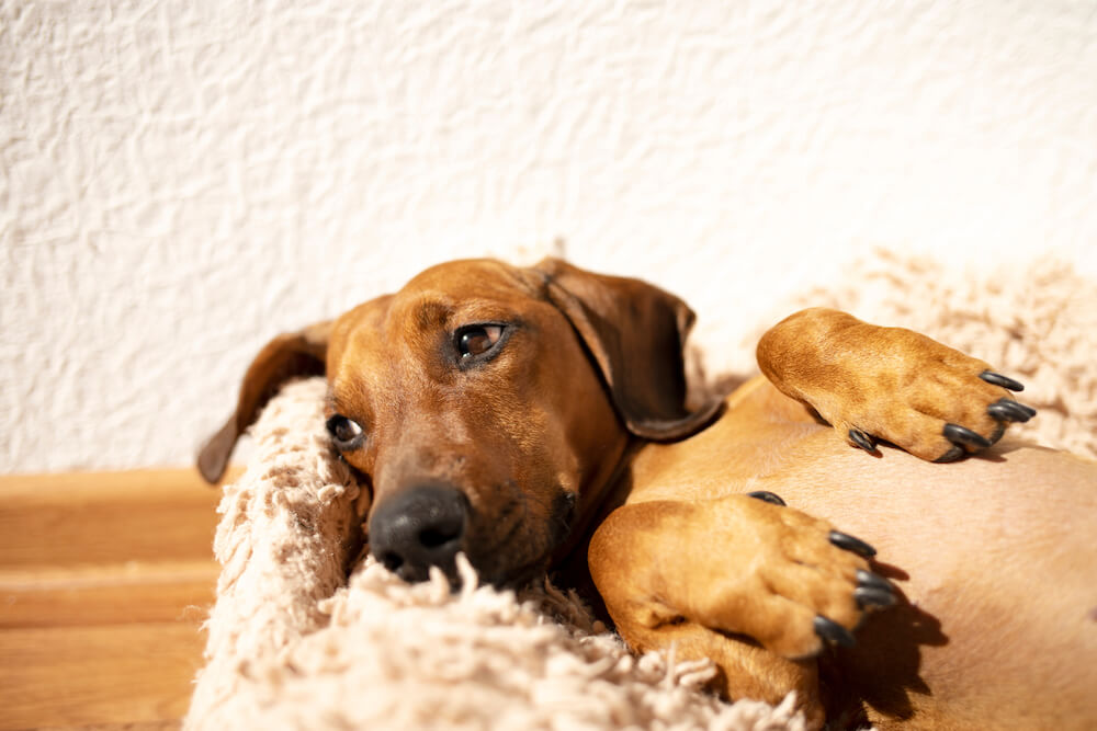 ココグルメ,ダックスフンド