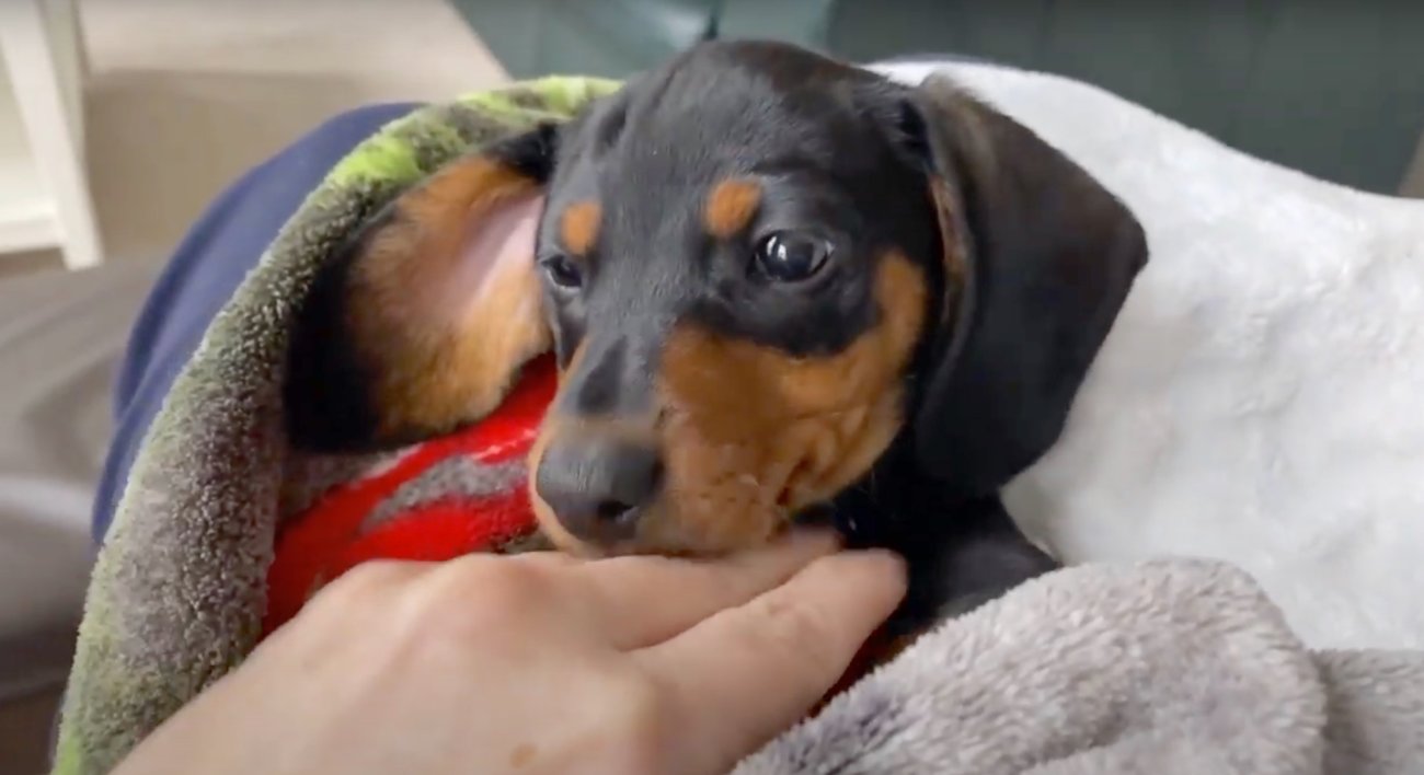 ダックスフンド,動画