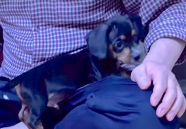 ダックスフンド,動画