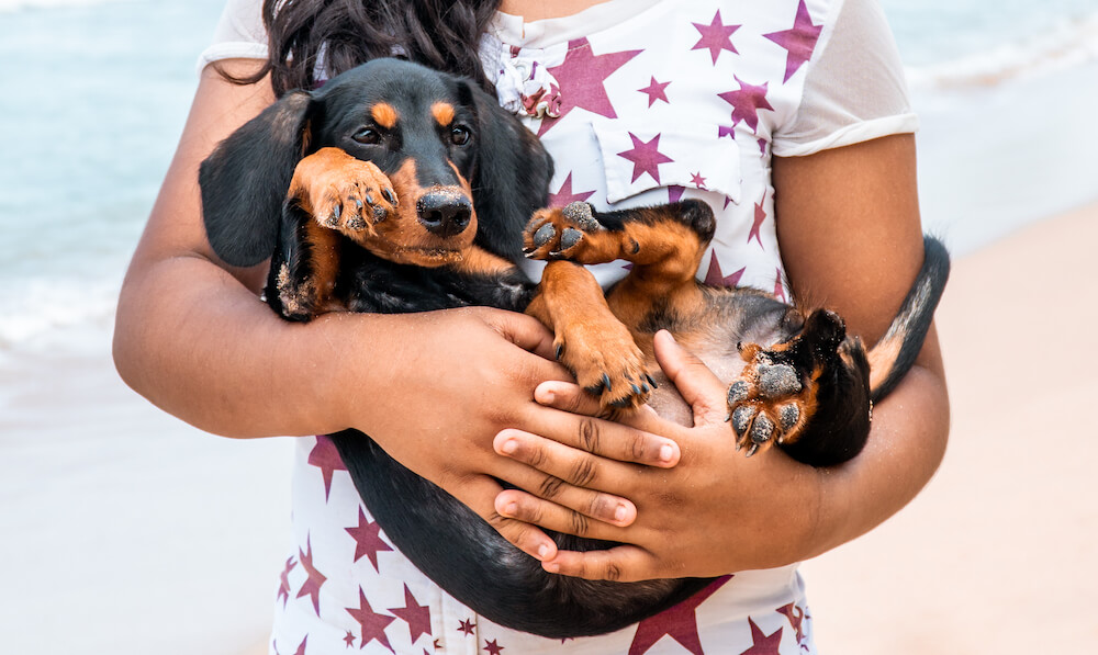 ココグルメ,ダックスフンド