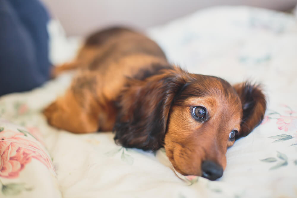 ココグルメ,ダックスフンド