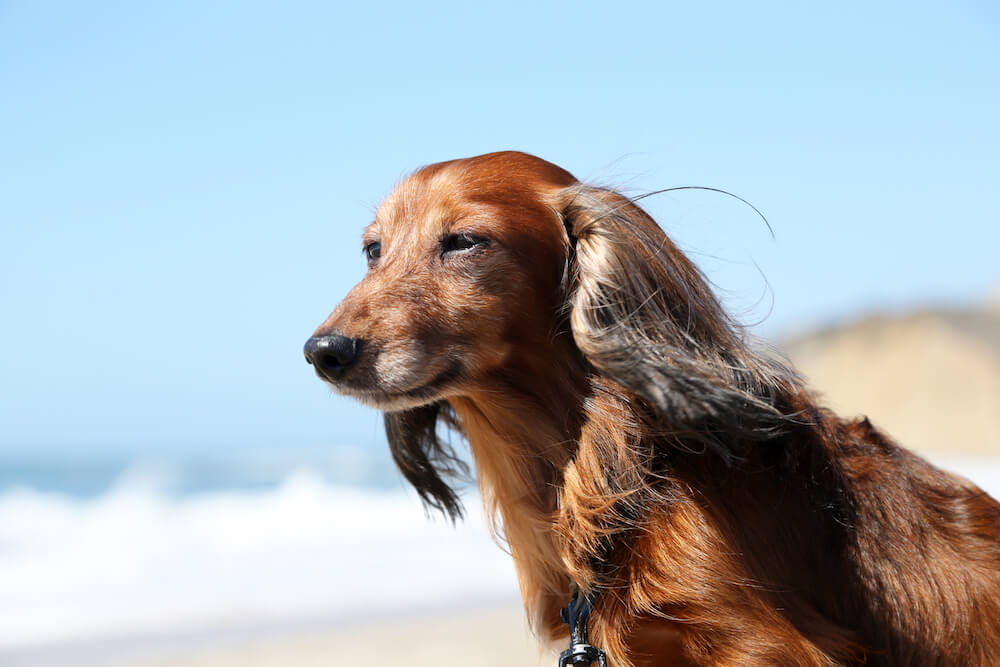 ココグルメ,ダックスフンド