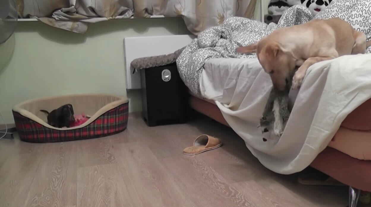 ダックスフンド,動画