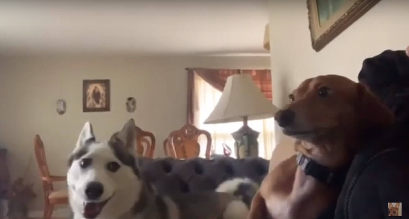 ダックスフンド,動画